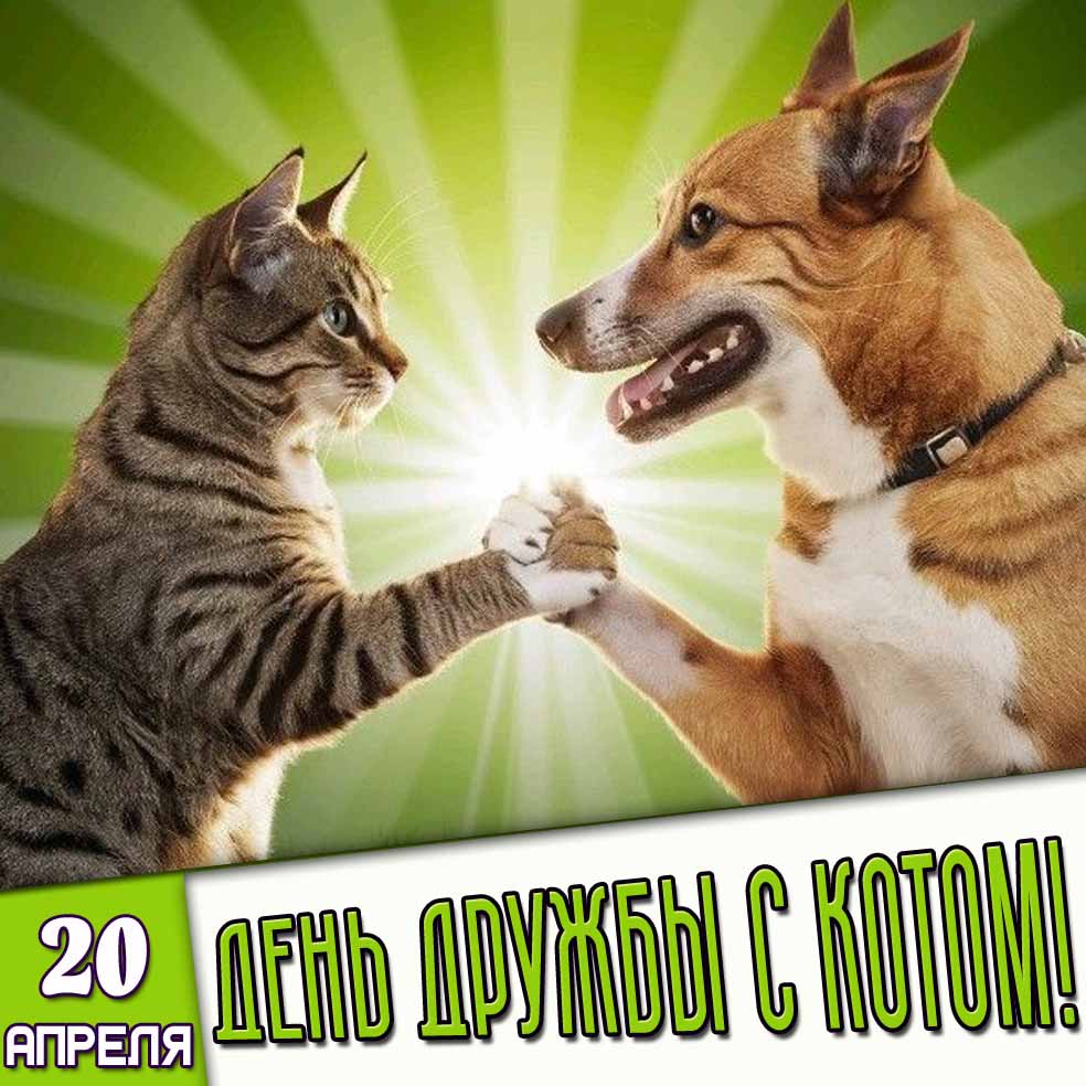 Картинка 20 апреля - день дружбы с котом!