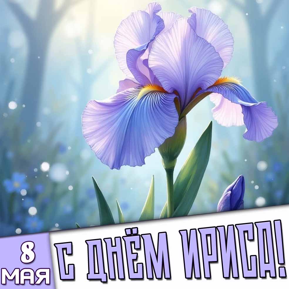 Открытка 8 мая - с днём ириса!