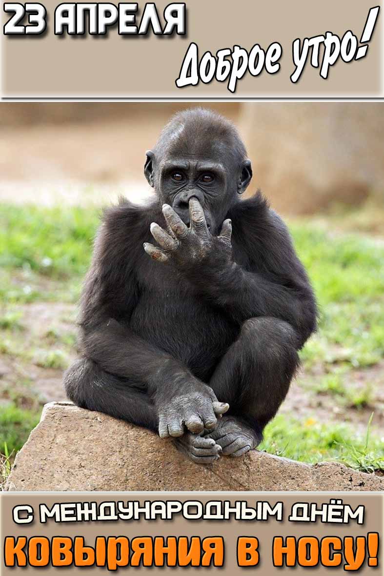 Смешная открытка "23 апреля доброе утро! С Международным днём ковыряния в носу!"