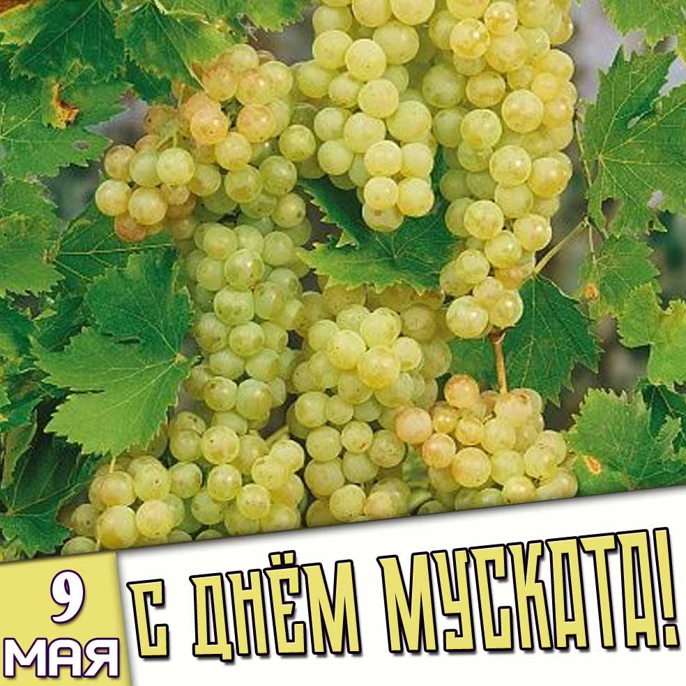 Картинка 9 мая - с днём муската!