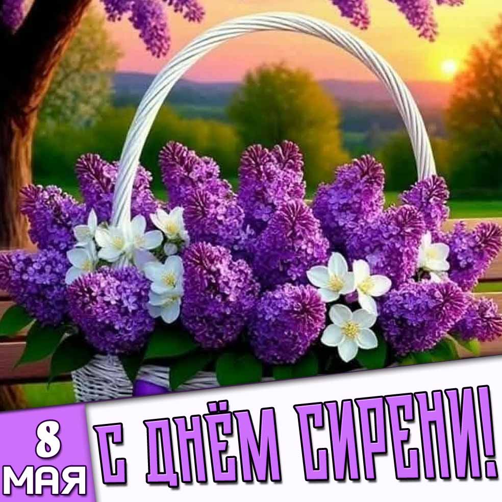 Открытка 8 мая - с днём сирени!