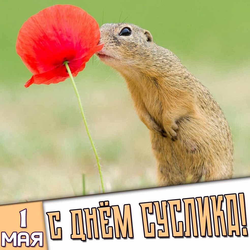 Картинка 1 мая - с днём суслика!