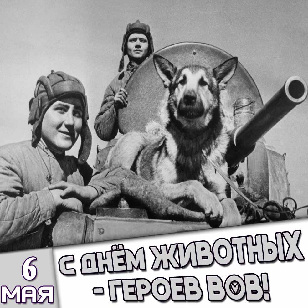 Картинка 6 мая - с днём животных - героев ВОВ!