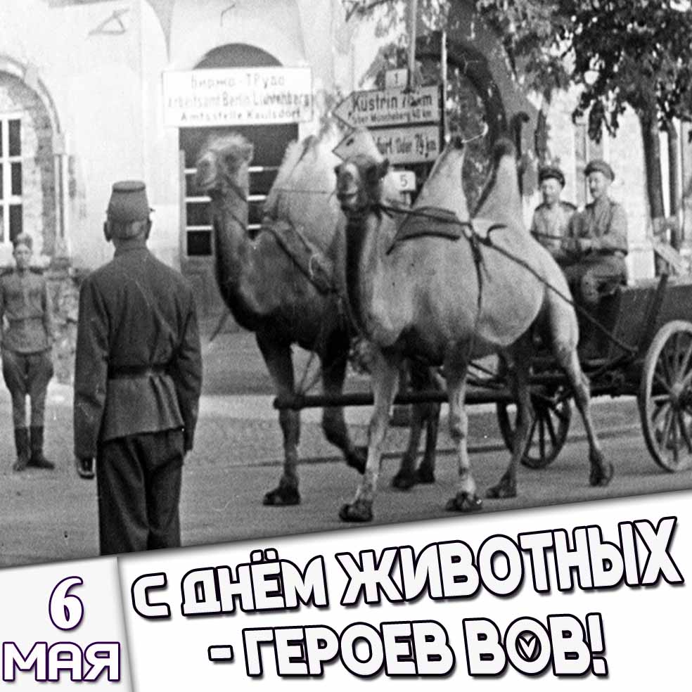 Открытка 6 мая - с днём животных - героев ВОВ!