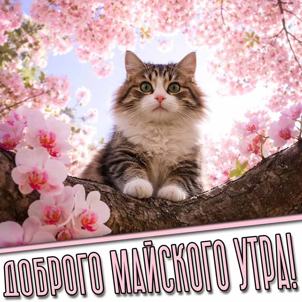 Картинка доброго майского утра
