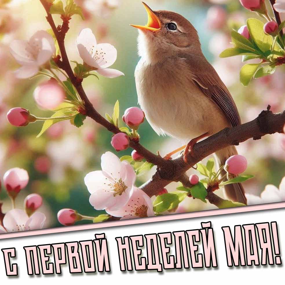 Картинка с первой неделей Мая