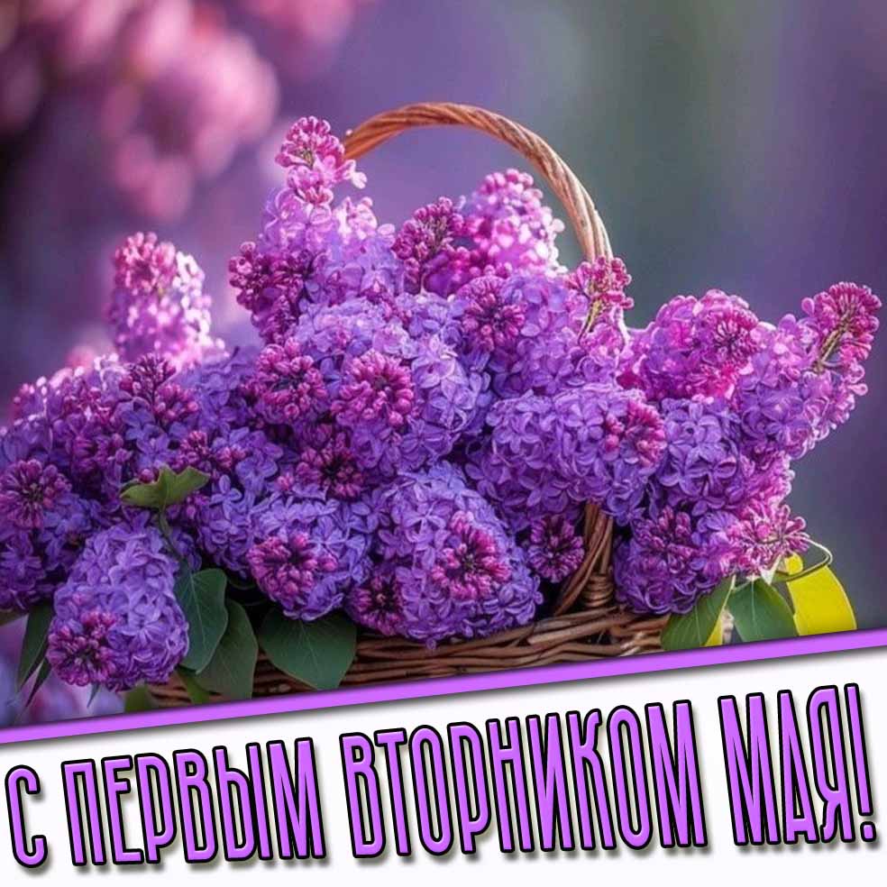 С первым вторником Мая! - картинка с сиренью
