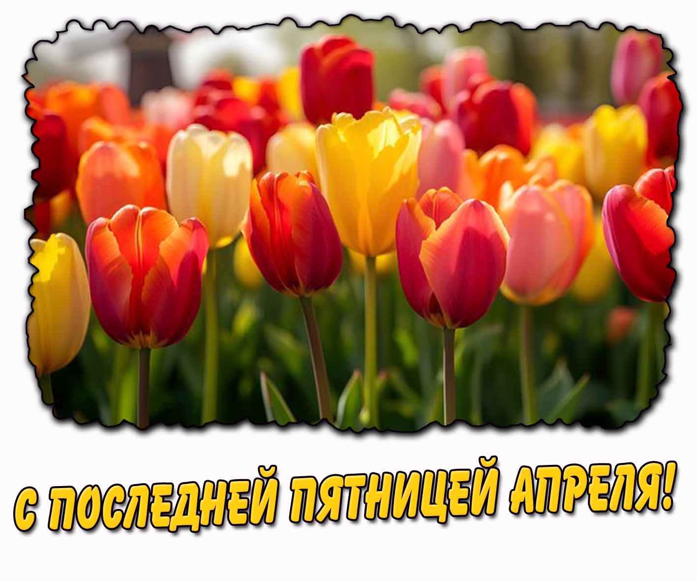 С последней пятницей апреля! - картинка с тюльпанами
