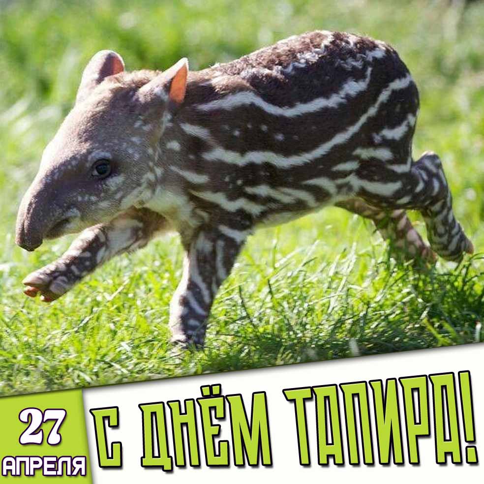 Картинка 27 апреля - с днём тапира!