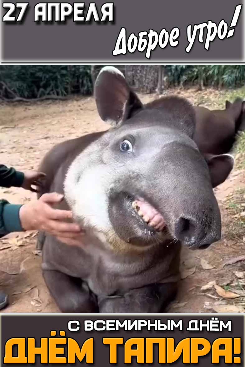 Смешная открытка "27 апреля доброе утро! С Всемирным днём тапира!"
