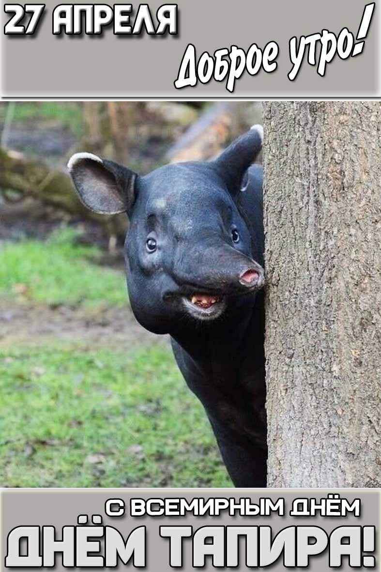 Картинка "27 апреля доброе утро! С Всемирным днём тапира!"