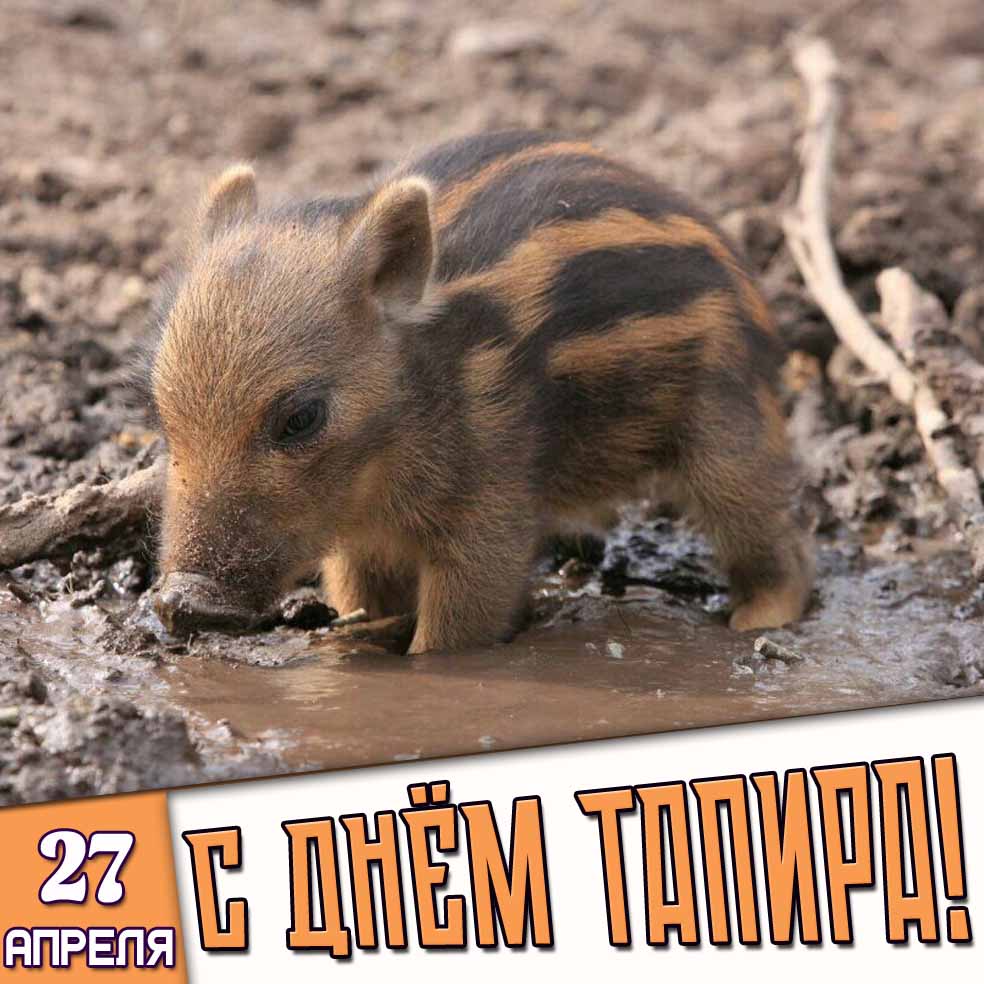Открытка 27 апреля - с днём тапира!