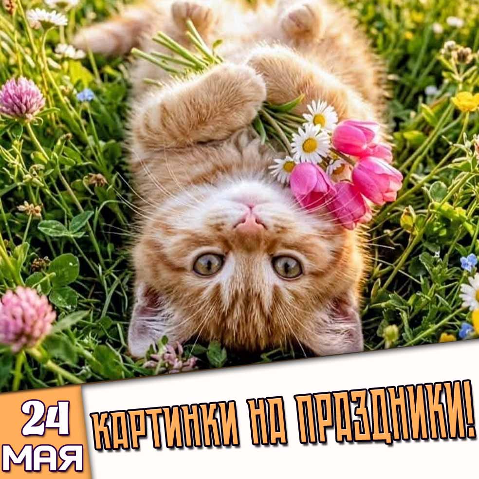 Картинки на праздники 24 мая