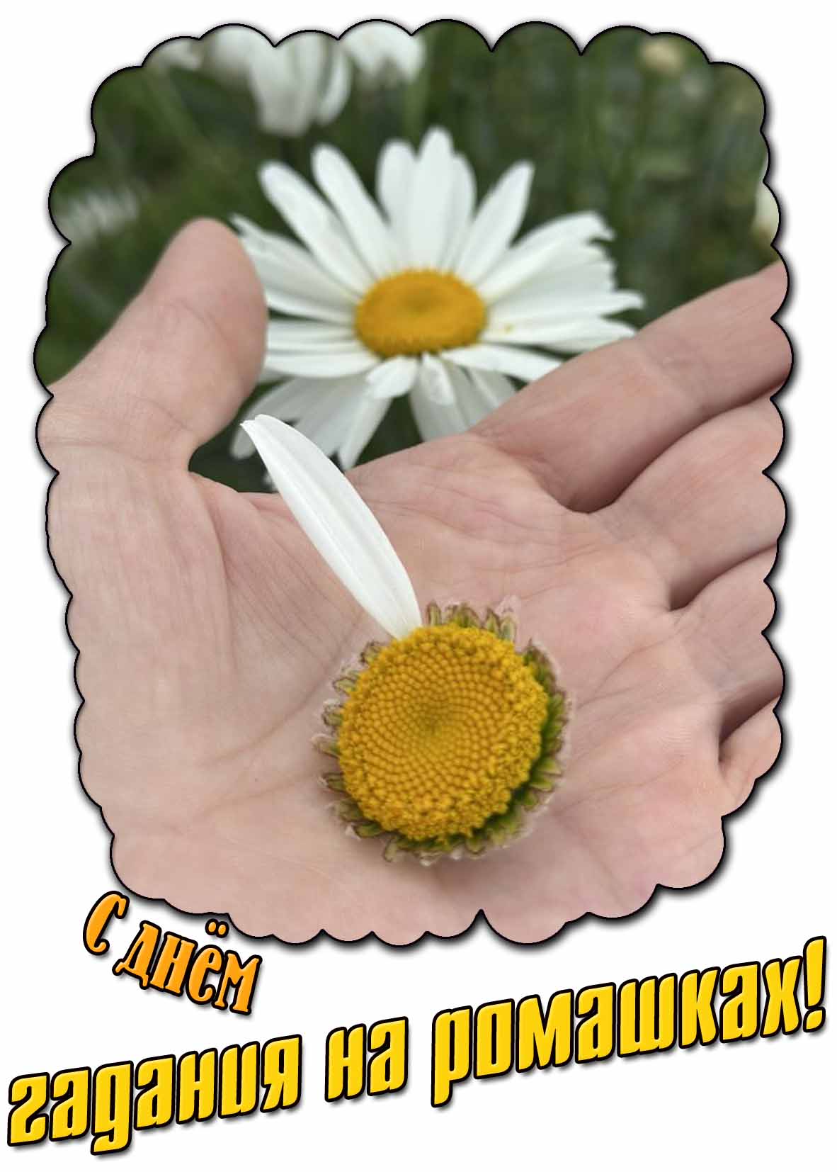 С днём гадания на ромашках! - красивая открытка