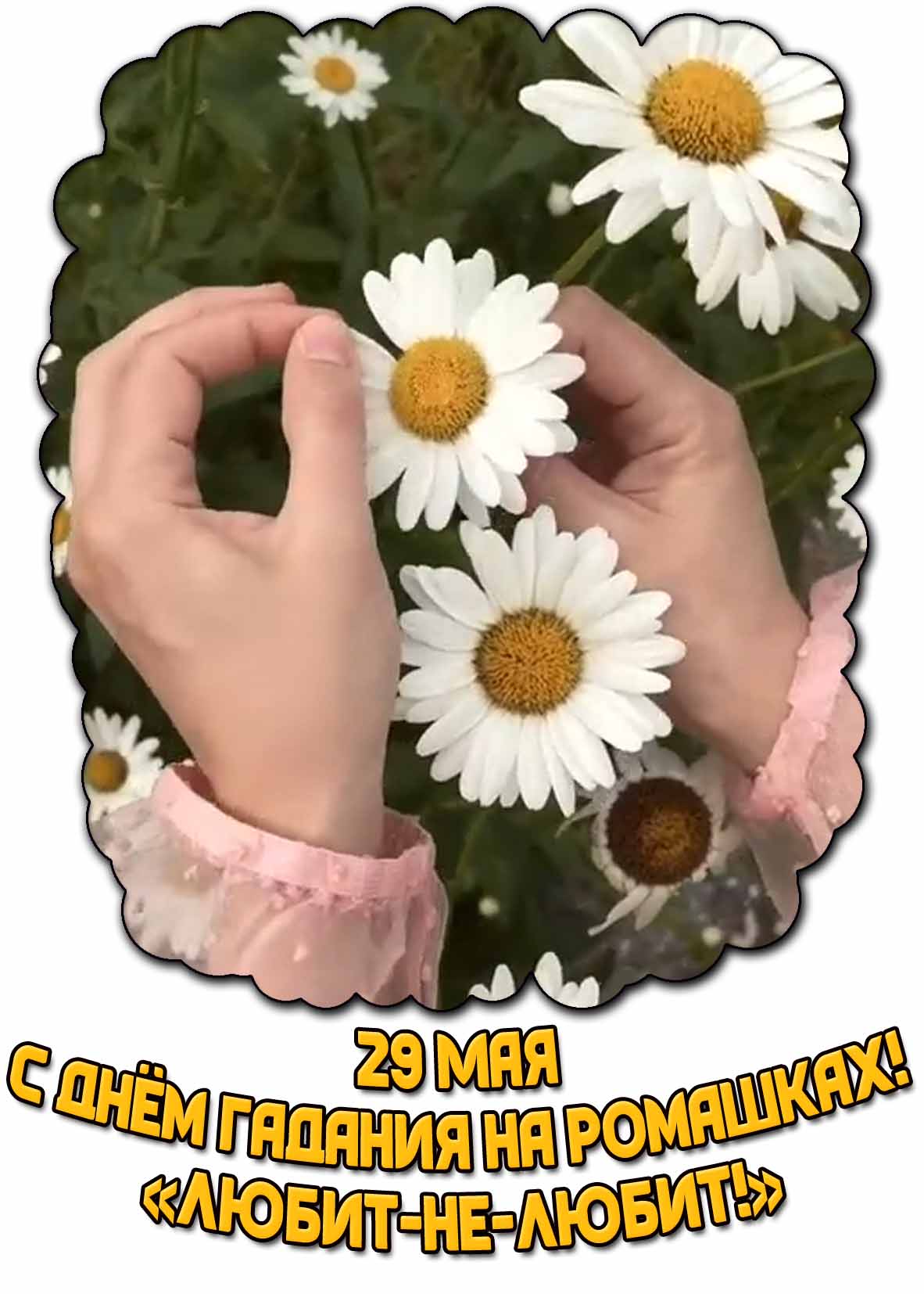 Открытка "С днём гадания на ромашках! Любит-не-любит!" - 29 мая