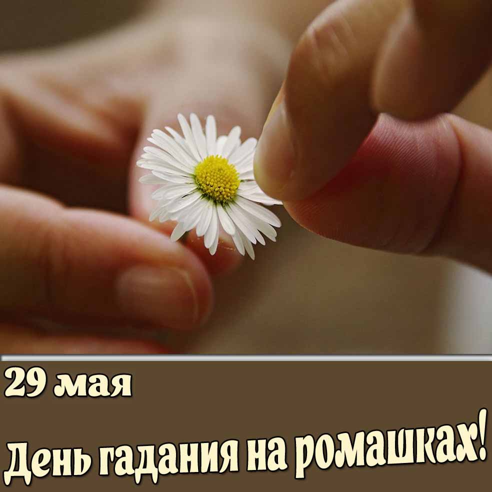Картинка 29 мая - день гадания на ромашках!