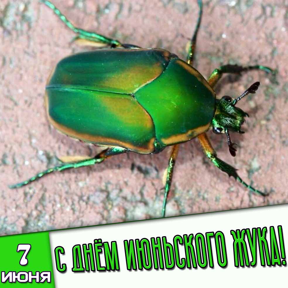 Картинка 7 июня - с днём июньского жука!