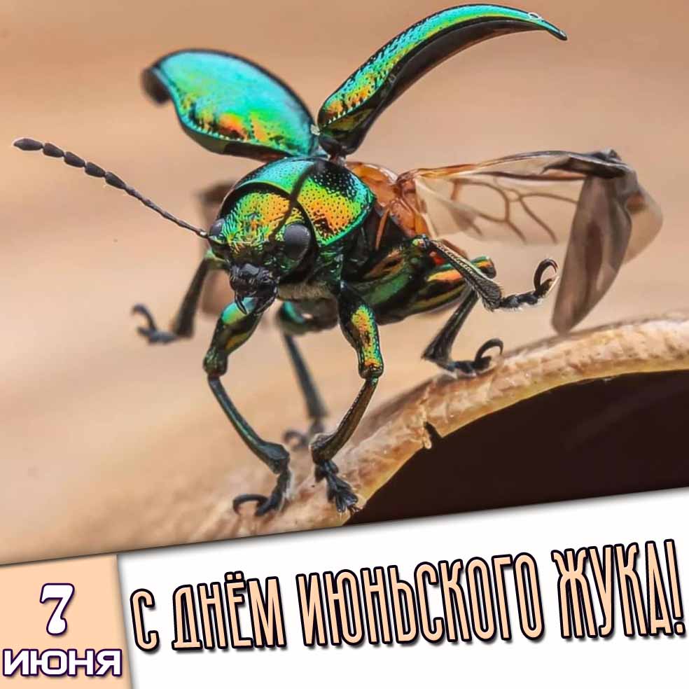 Открытка 7 июня - с днём июньского жука!