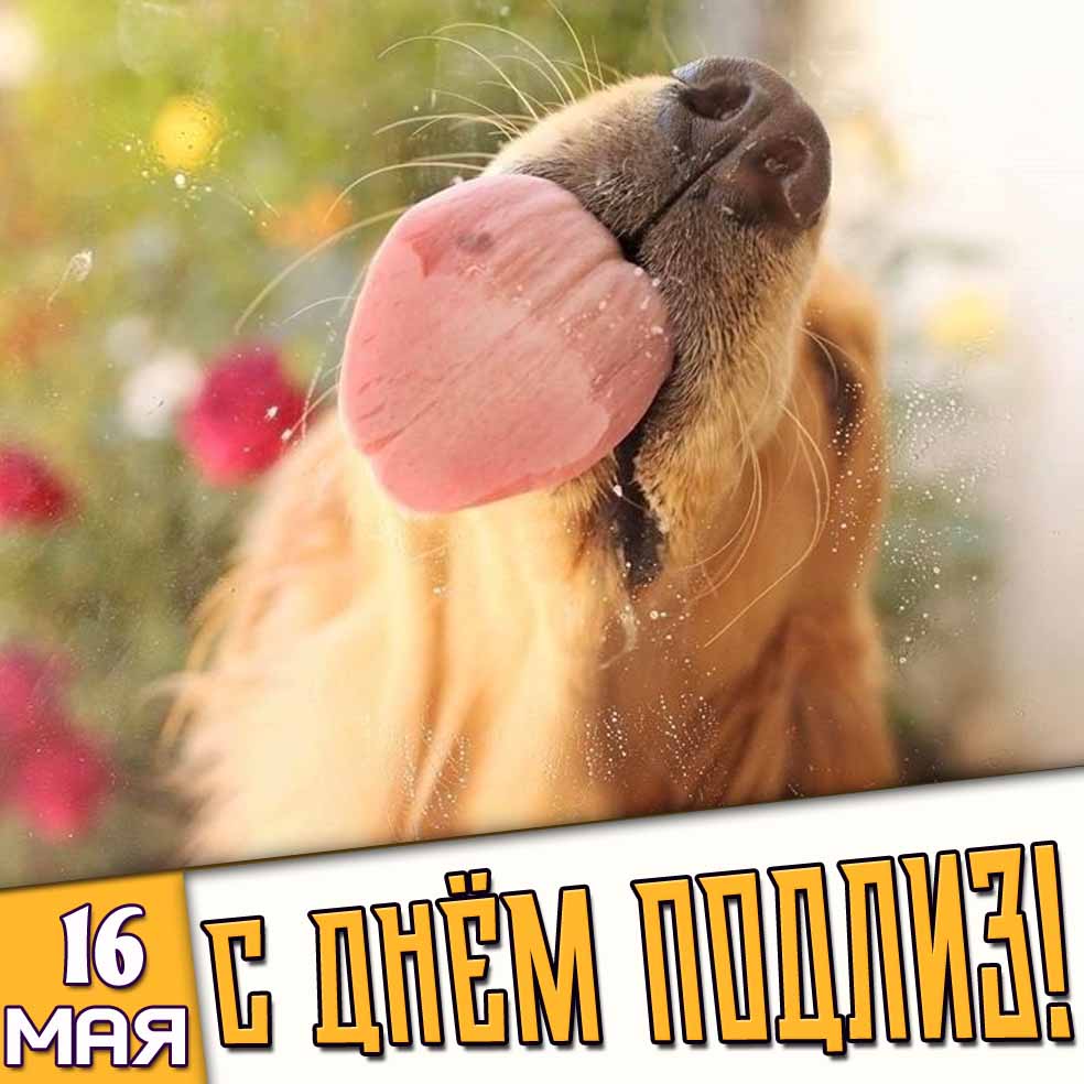 Картинка 16 мая - с днём подлиз!