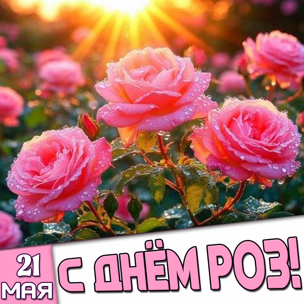 Открытка 21 мая - с днём роз!