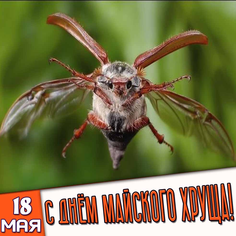 Картинка 18 мая - с днём майского хруща!