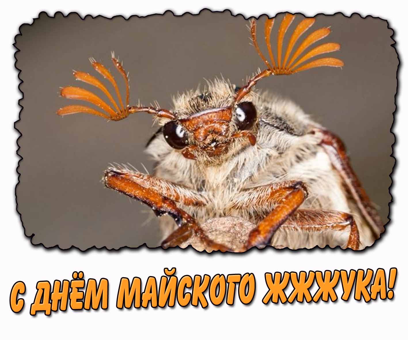 Прикольная картинка с днём майского жжжука