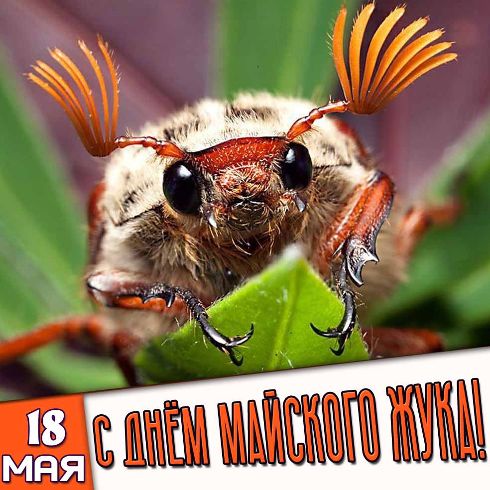 Открытка 18 мая - с днём майского жука!