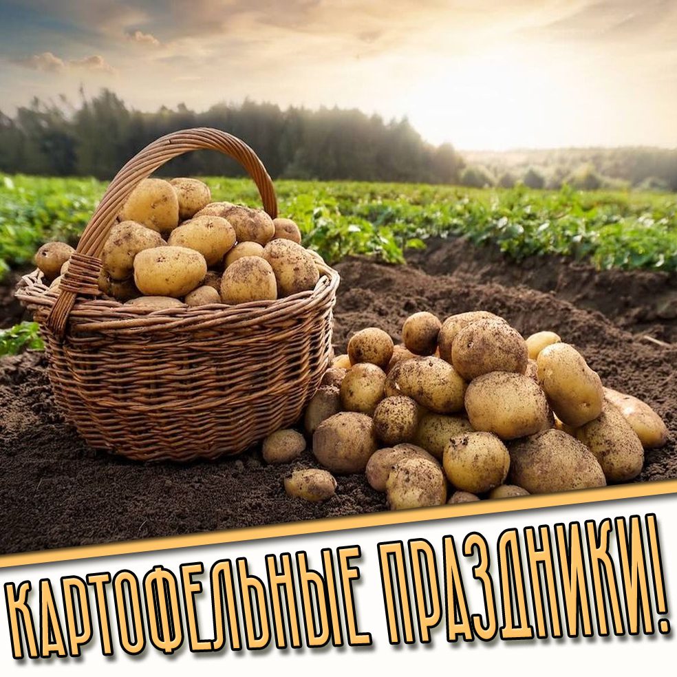 Картинки на все картофельные праздники