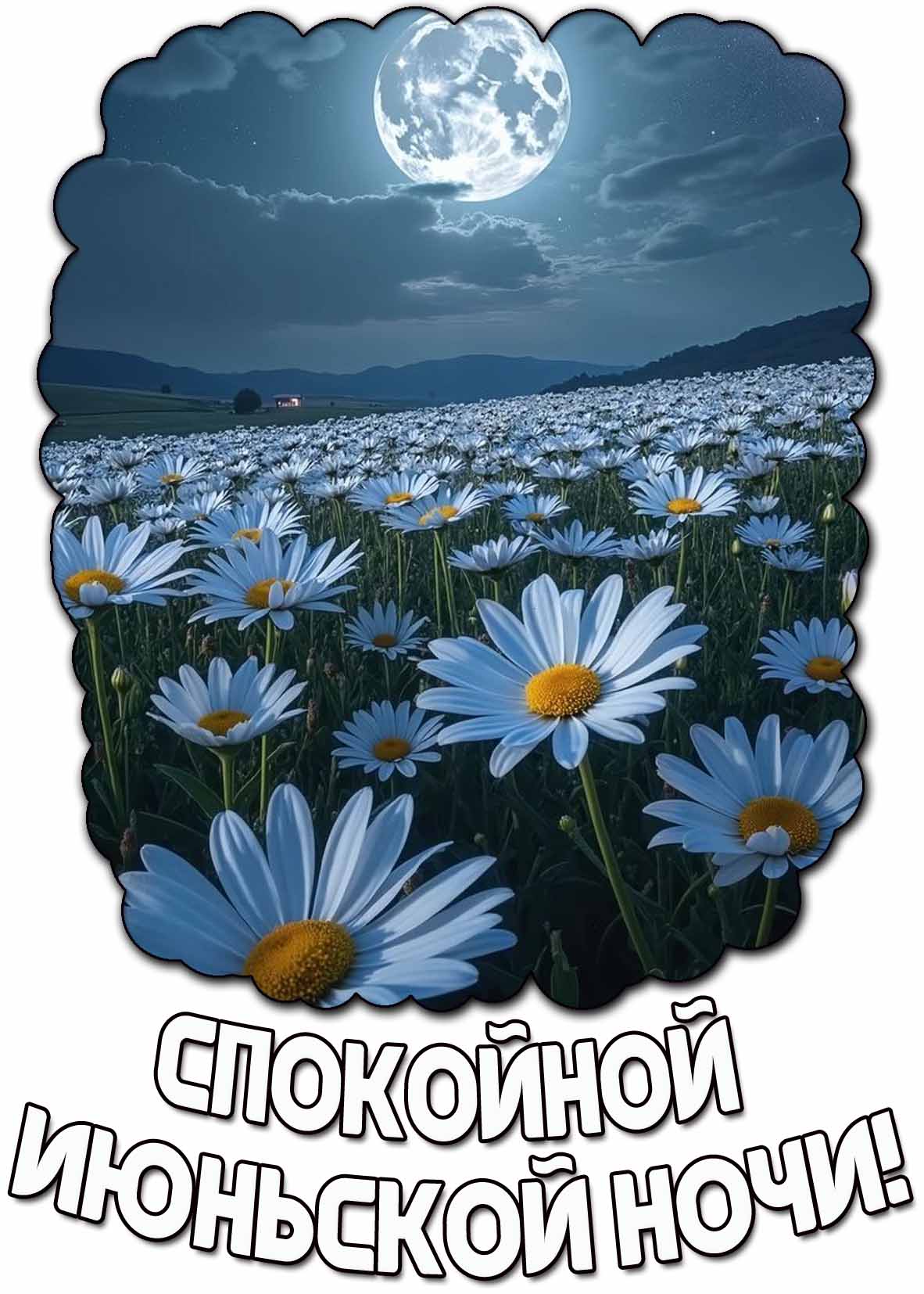 Спокойной июньской ночи! - открытка с ромашками