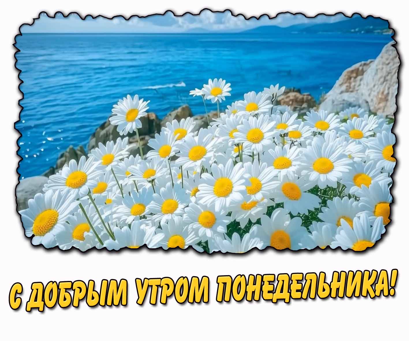 С добрым утром понедельника! - летняя открытка с ромашками