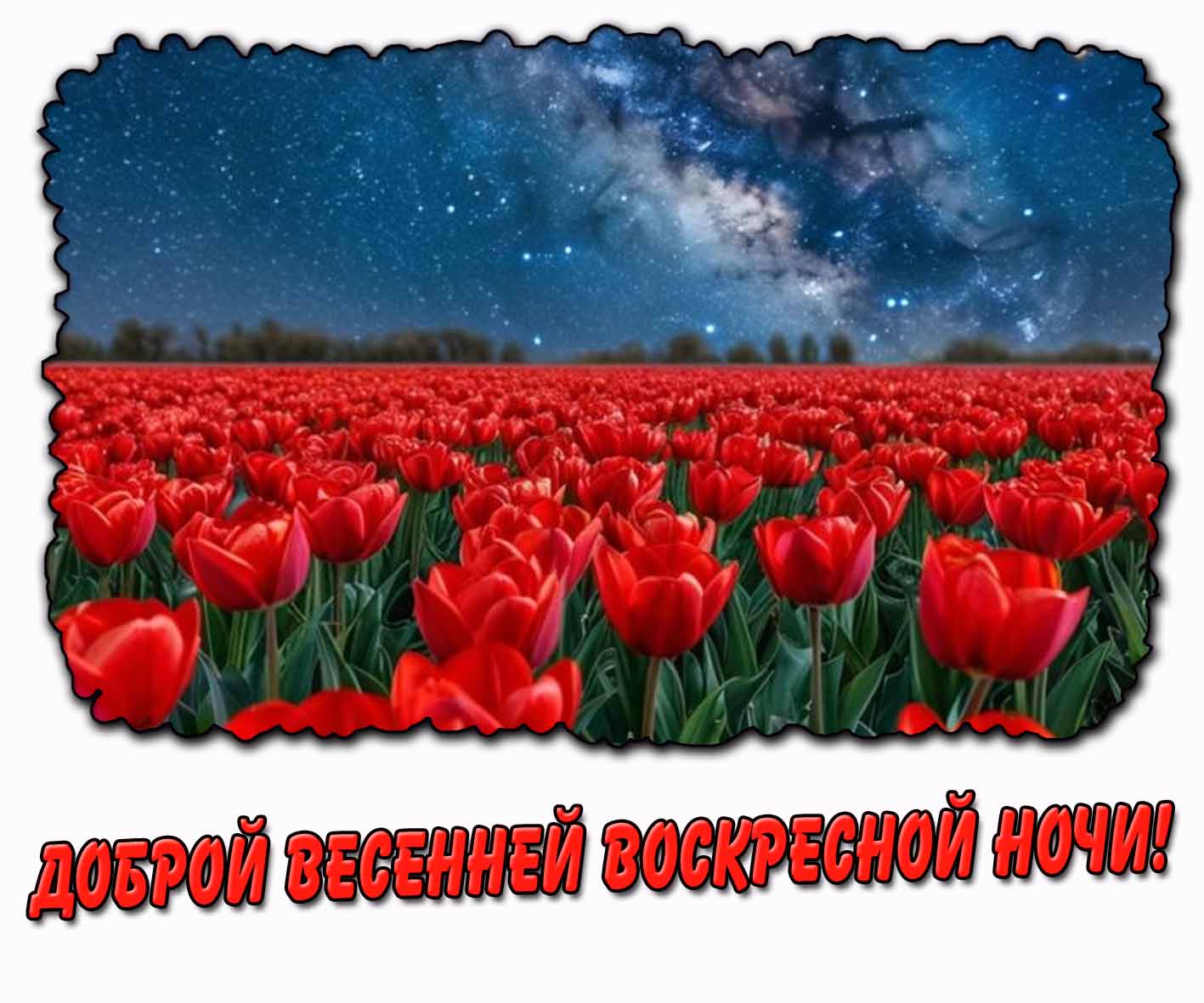 Доброй весенней воскресной ночи! - картинка с тюльпанами