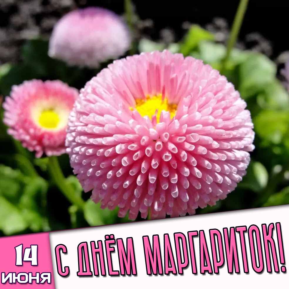 Картинка 14 июня - с днём маргариток!