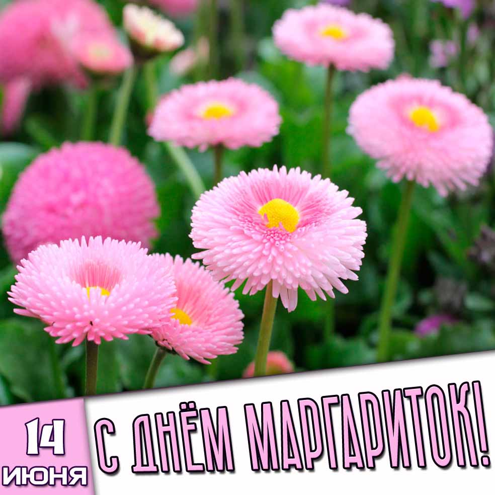 Открытка 14 июня - с днём маргариток!