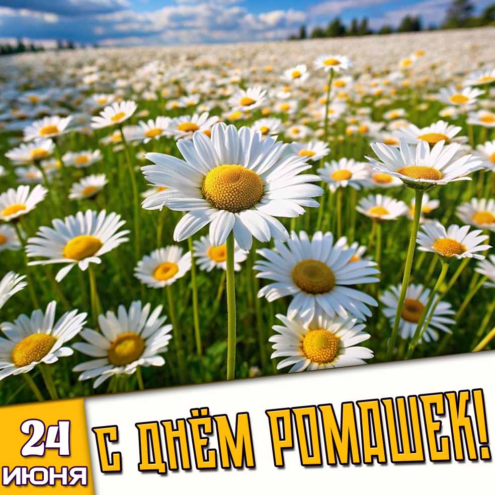 Картинка 24 июня - с днём ромашек!