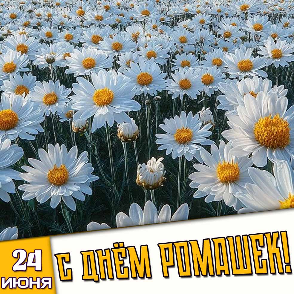 Открытка 24 июня - с днём ромашек!