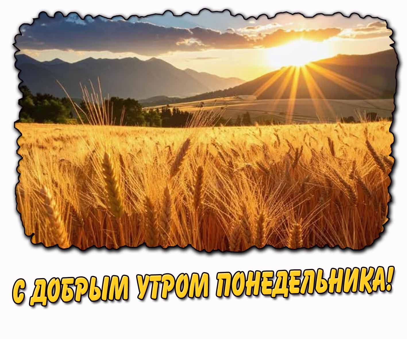 С добрым утром понедельника! - летняя открытка с пшеницей
