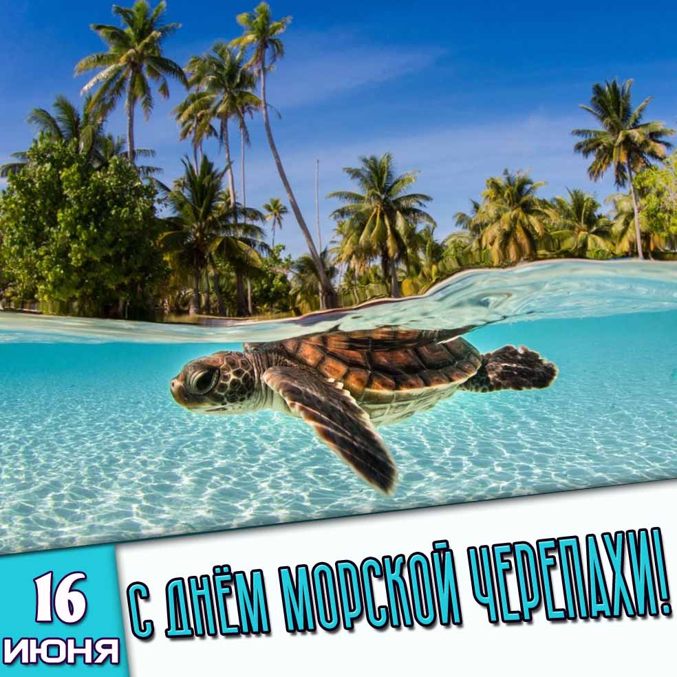 Картинка 16 июня - с днём морской черепахи!