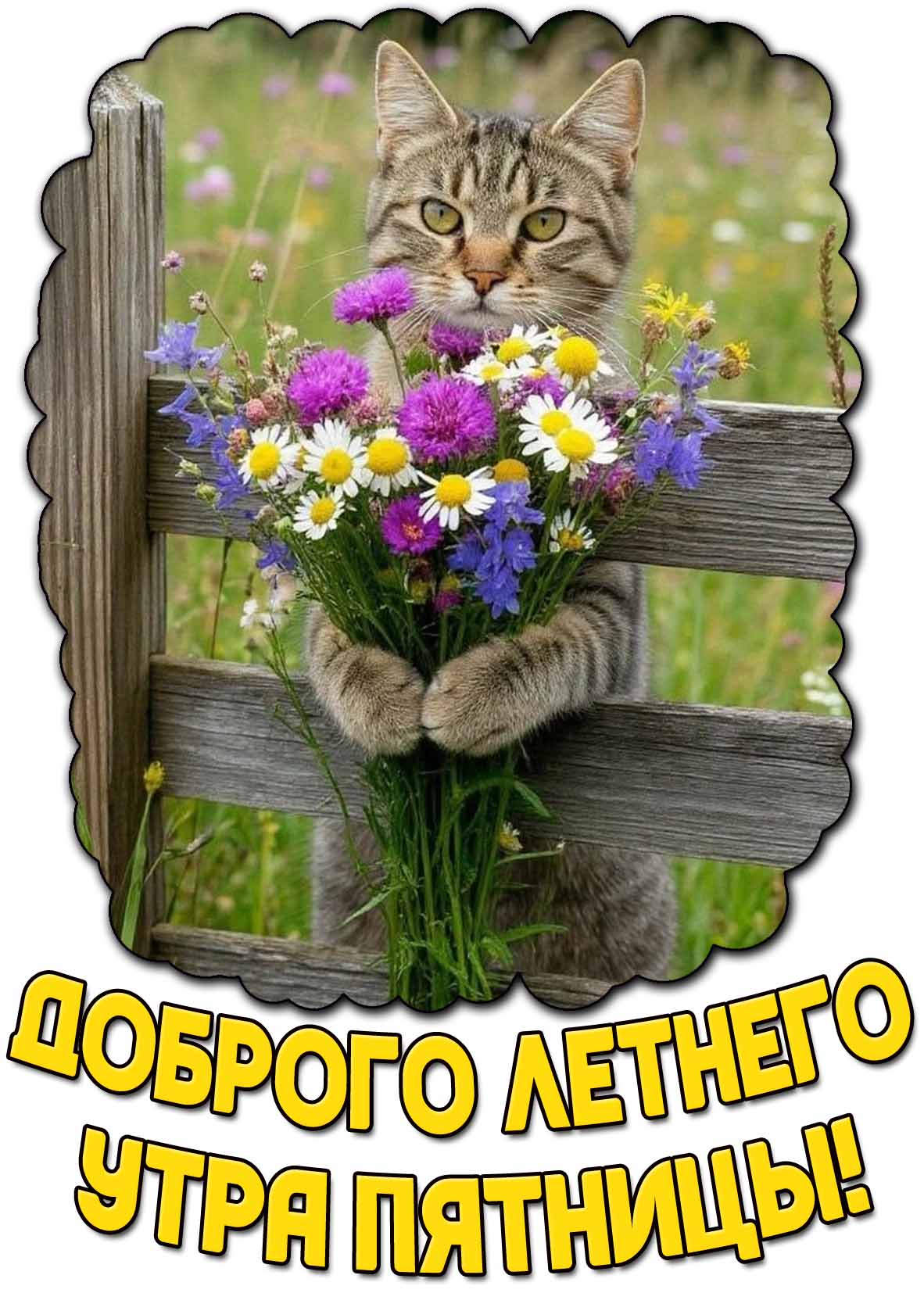 Доброго летнего утра пятницы! - картинка с котом с цветами