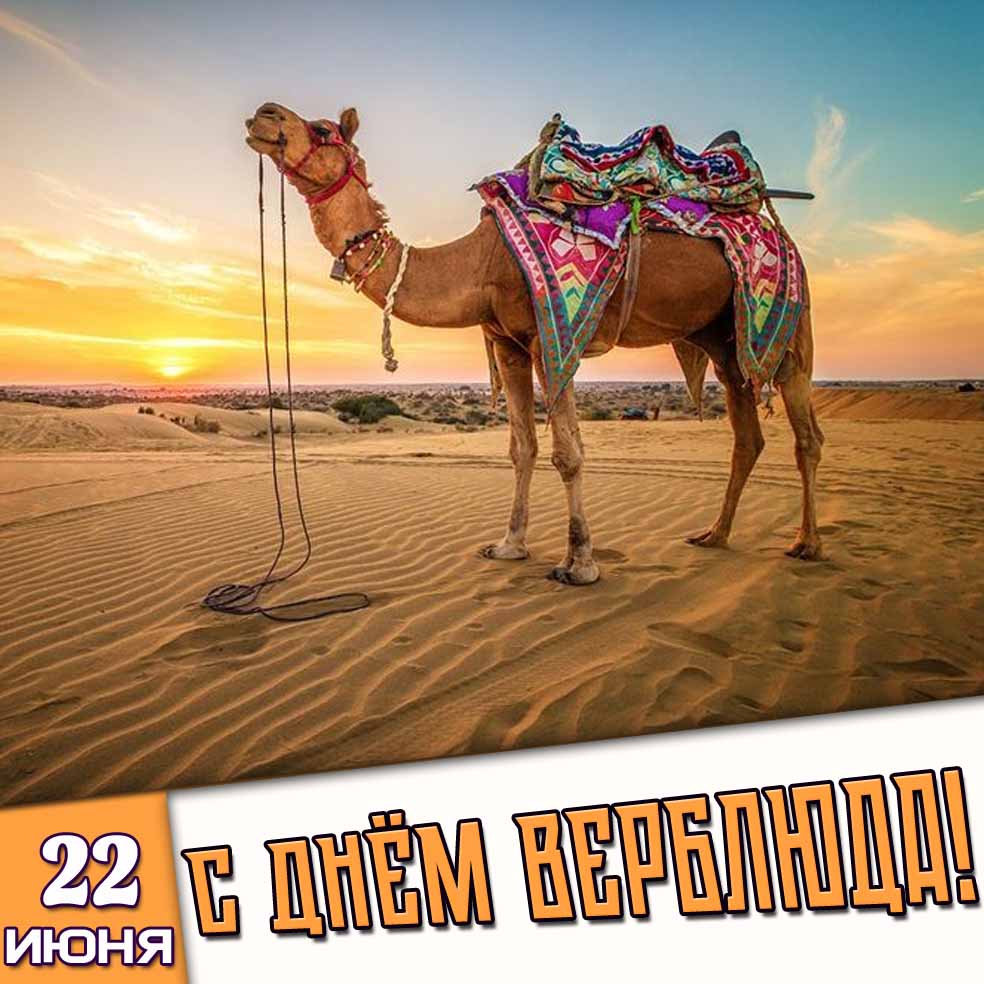Открытка 22 июня - с днём верблюда!