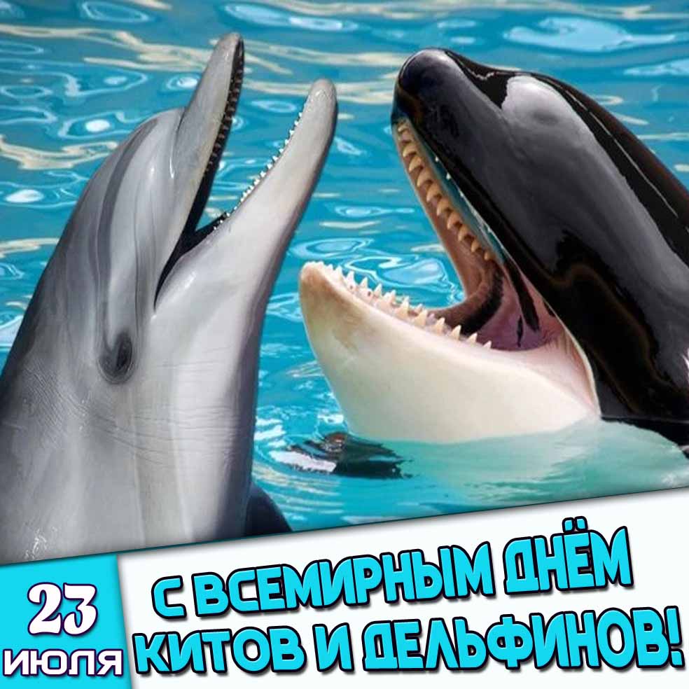 Картинка 23 июля - с Всемирным днём китов и дельфинов!