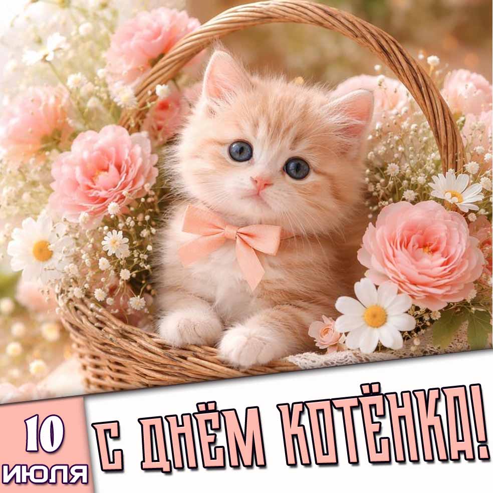 Картинка 10 июля - с днём котёнка!