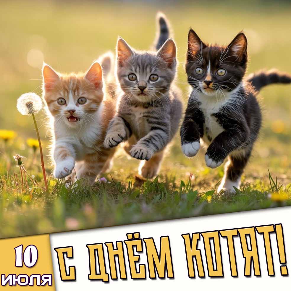 Открытка 10 июля - с днём котят!