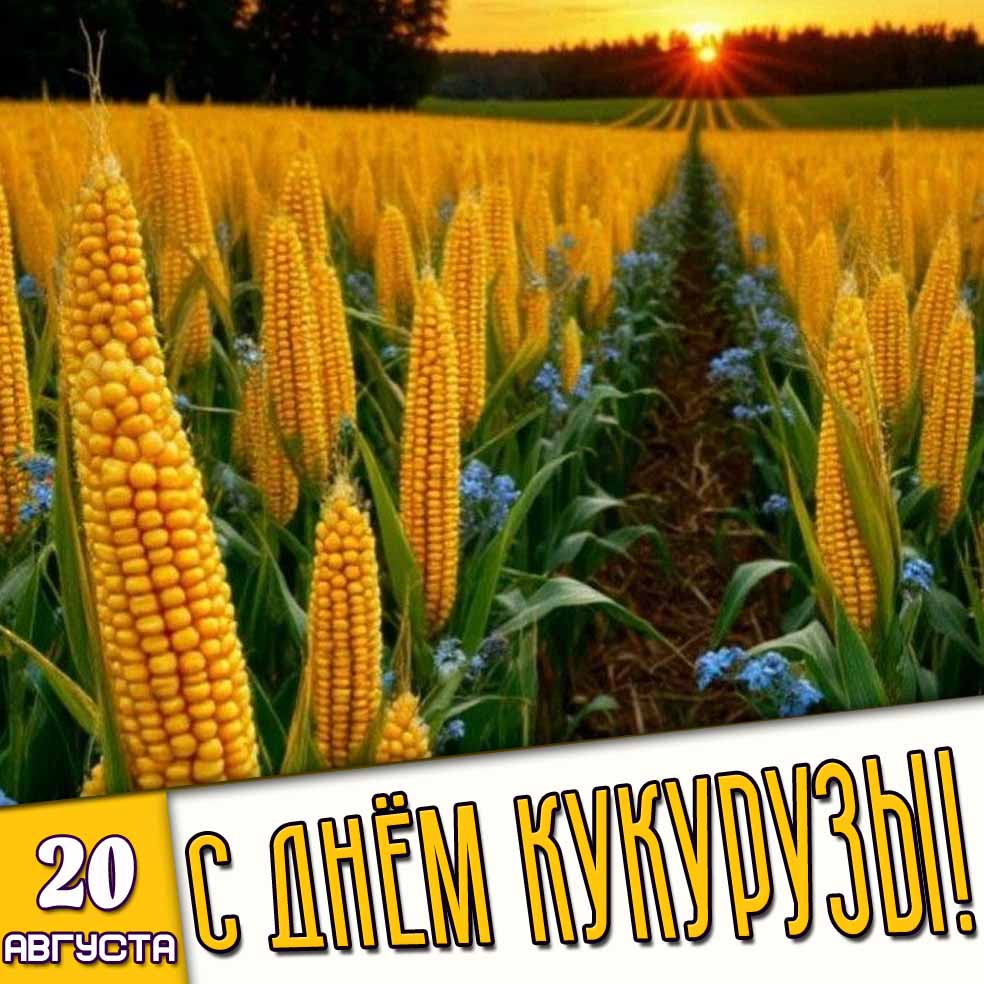 Открытка 20 августа - с днём кукурузы!