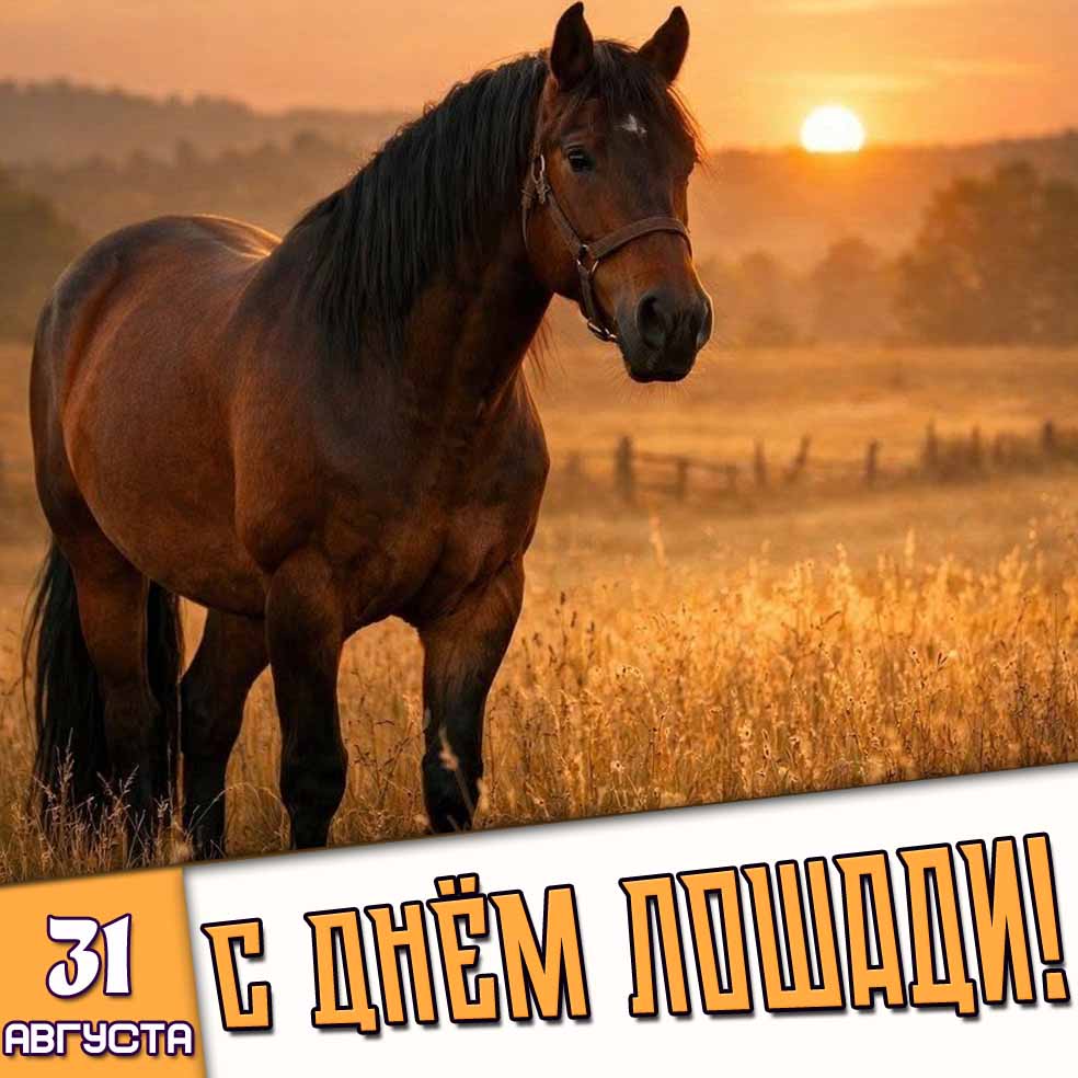 Открытка 31 августа - с днём лошади!