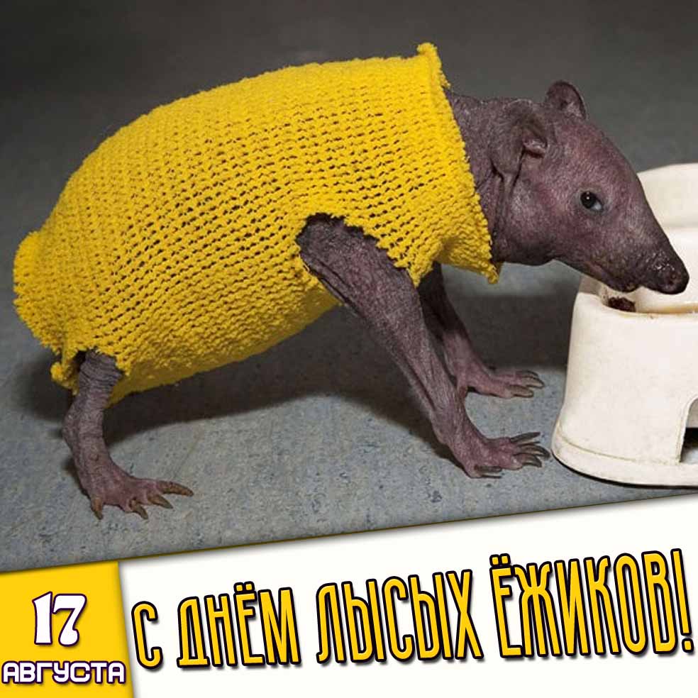 Картинка 17 августа - с днём лысых ёжиков!
