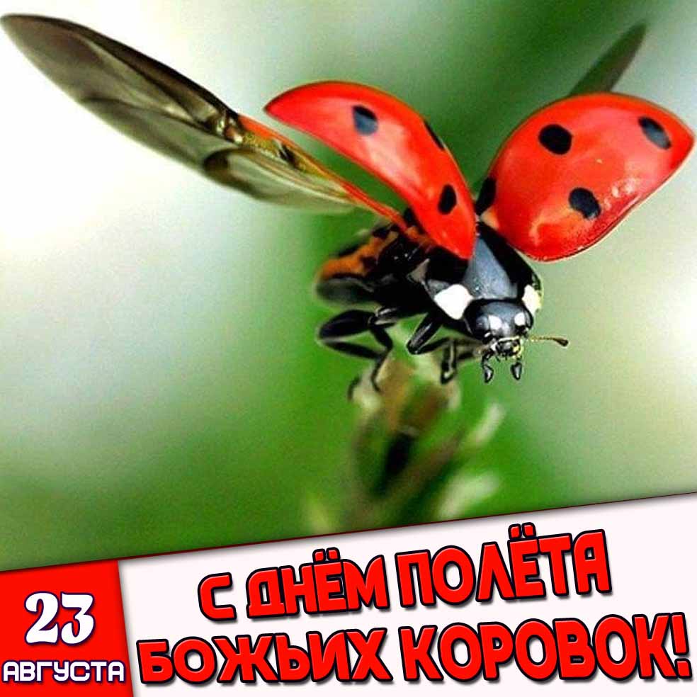 Картинка 23 августа - с днём полёта божьих коровок!