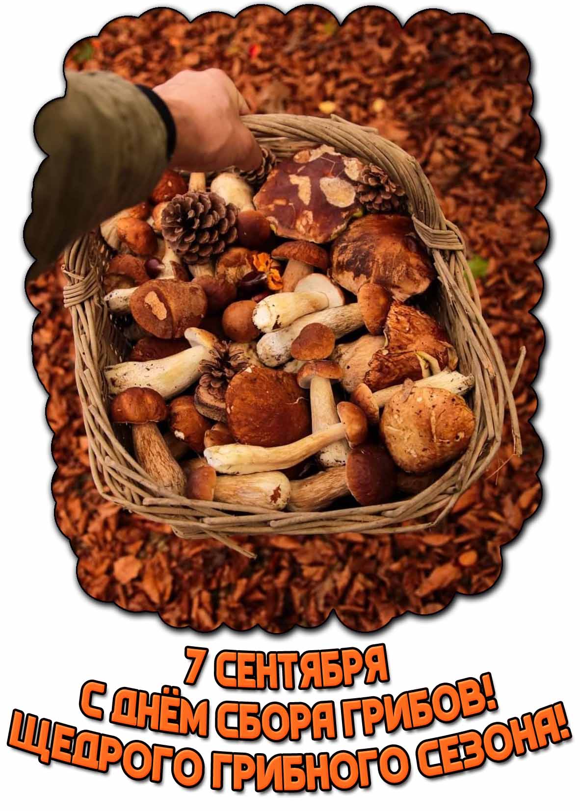 Открытка 7 сентября - с днём сбора грибов! Щедрого урожая!