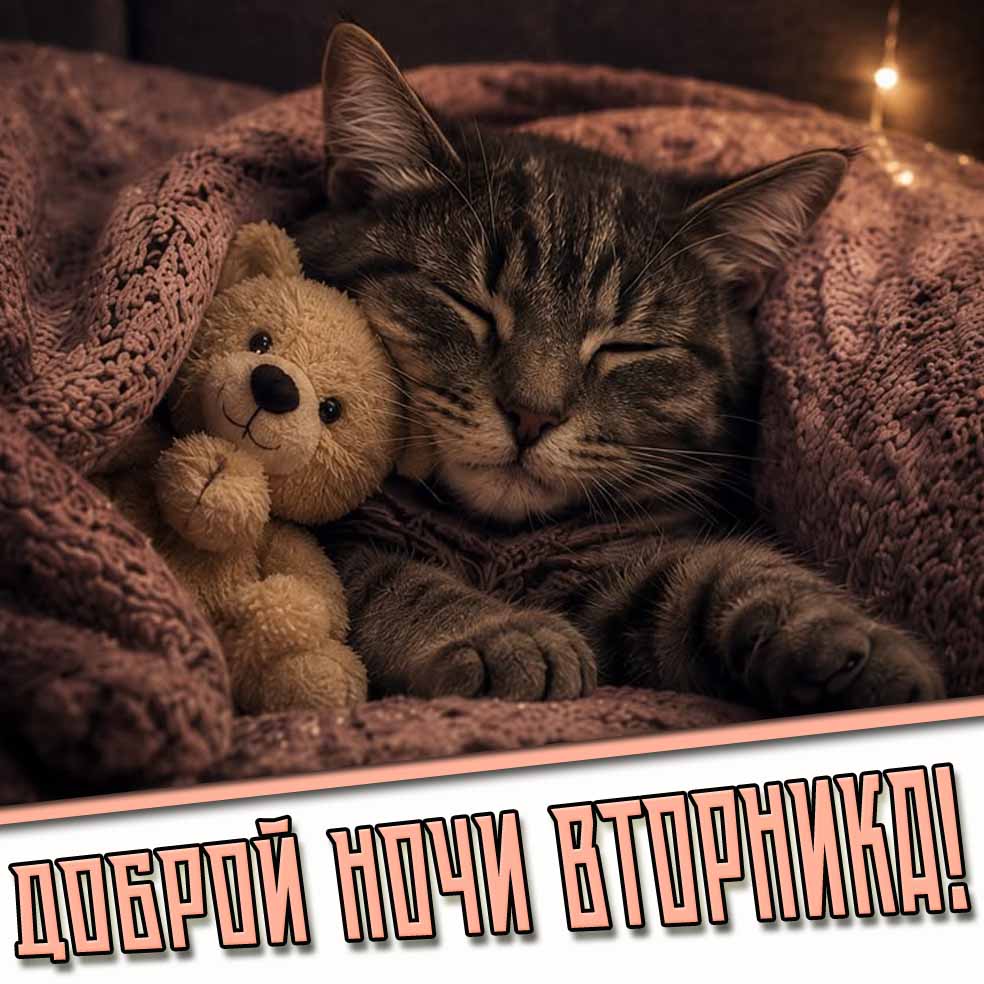Доброй ночи вторника! - картинка с кошкой