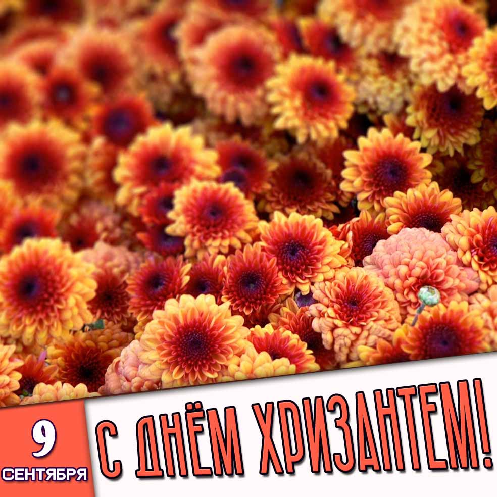 Картинка 9 сентября - с днём хризантем!