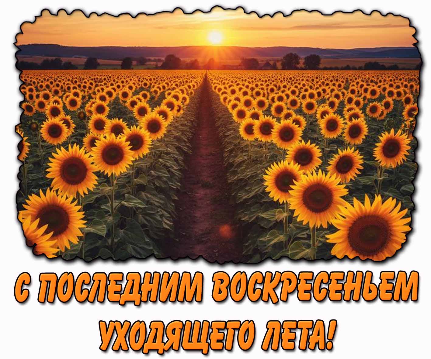 С последним воскресеньем уходящего лета! - открытка с подсолнухами